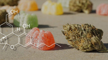 11-Hydroxy-THC Explained: How Edibles Affect Your Body and Mind