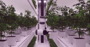 AI Cannabis Farming