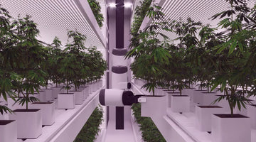 AI Cannabis Farming