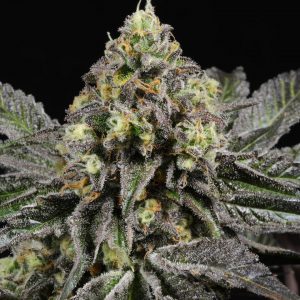 Alabama Slamma Strain White Label: Bring Southern Flavor to Your Cannabis Brand