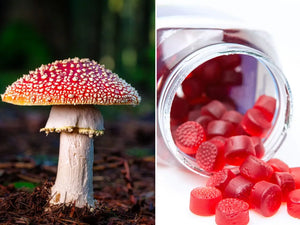 Amanita Gummies Wholesale