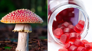 Amanita Gummies Wholesale