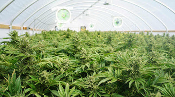 Mastering Perpetual Harvests: A Step-by-Step Guide to Continuous Cannabis Cultivation