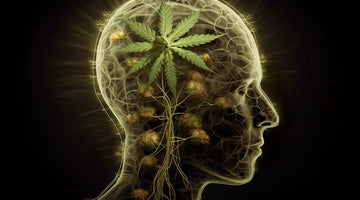 Cannabis Effects Explained: The Difference Between a Head High and a Body High