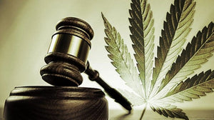 Cannabis Law