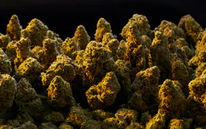 Decoding Terpenes: How Cannabis Strains Shape Your Experience