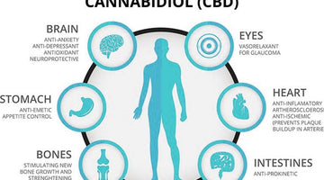 What are some of the Potential Benefits of CBD?