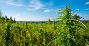 DEPC’s New Report: The Future of Intoxicating Hemp Regulation Explained