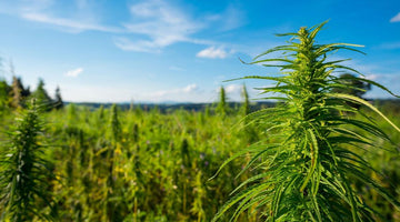 DEPC’s New Report: The Future of Intoxicating Hemp Regulation Explained