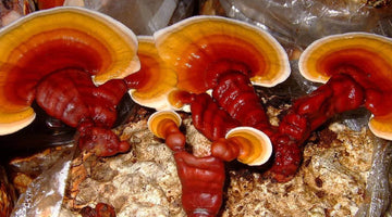 Reishi Mushroom Wholesale