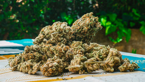 Mastering the Art of Growing THCA Flower: Tips for Success