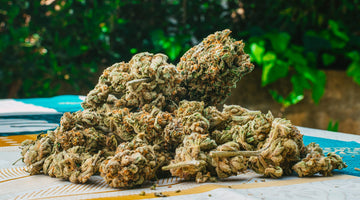 Mastering the Art of Growing THCA Flower: Tips for Success