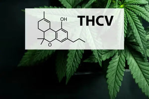 What Takes Place If Too Much THCV Is Taken?